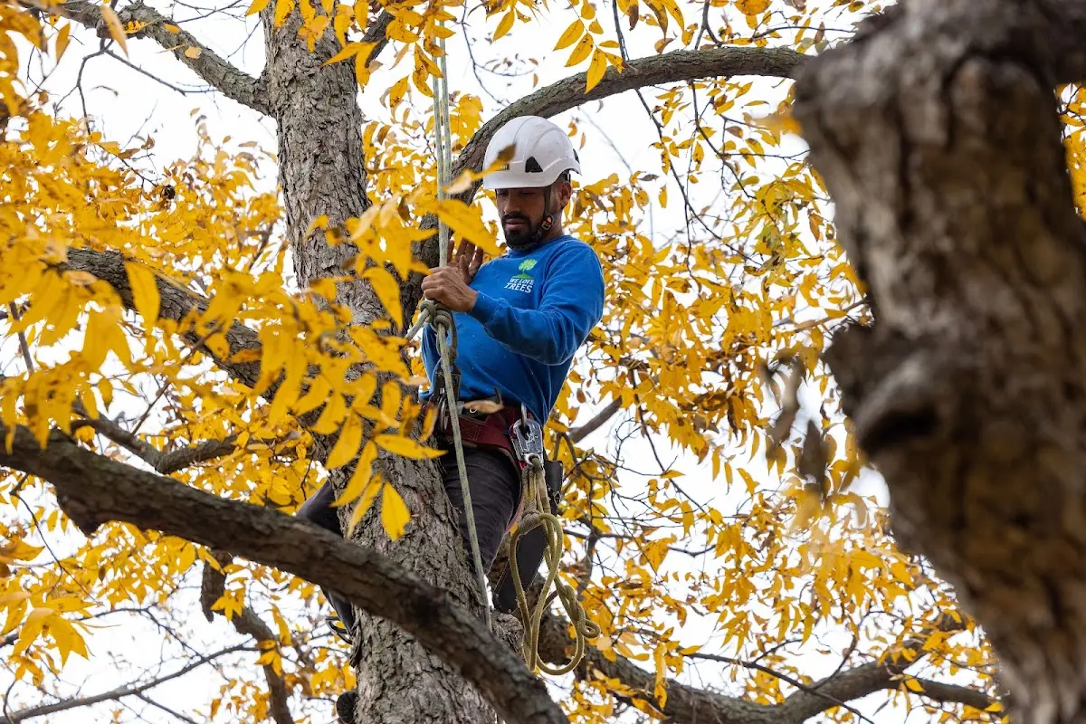 Skilled Dead Tree Removal crew working in Menlo